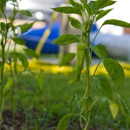Guest house Keyfim Selimiye (Aegean)